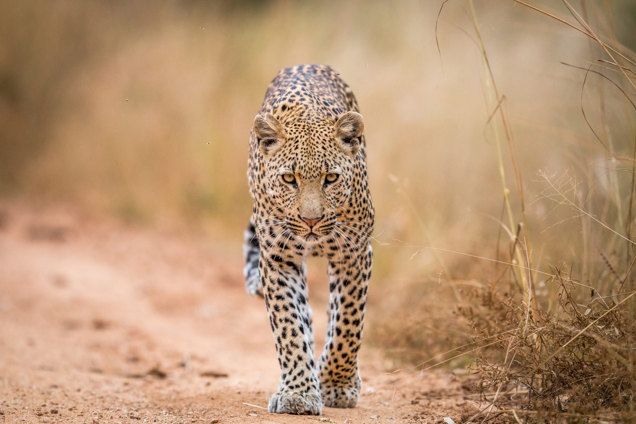 A Leopard walking towards the camera in the Kruger.