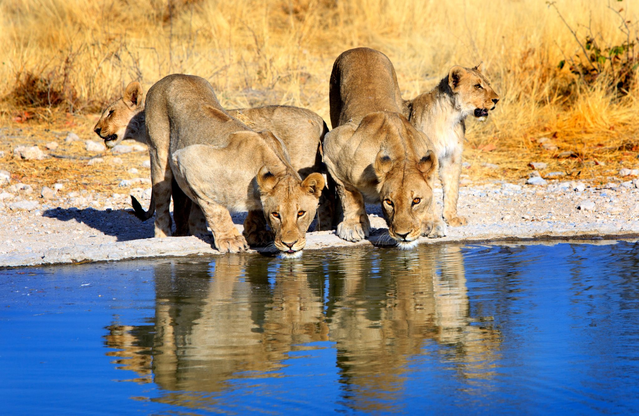 Lions drinking from a waterhole with good reflection