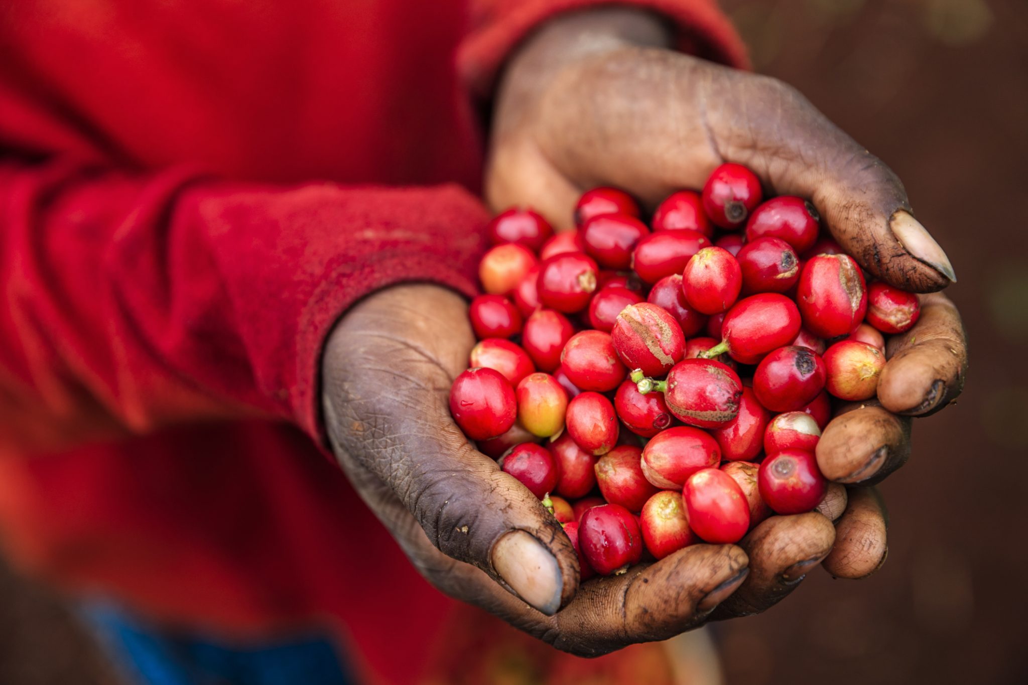 Young African woman showing freshly picked coffee cherries, East Africa
