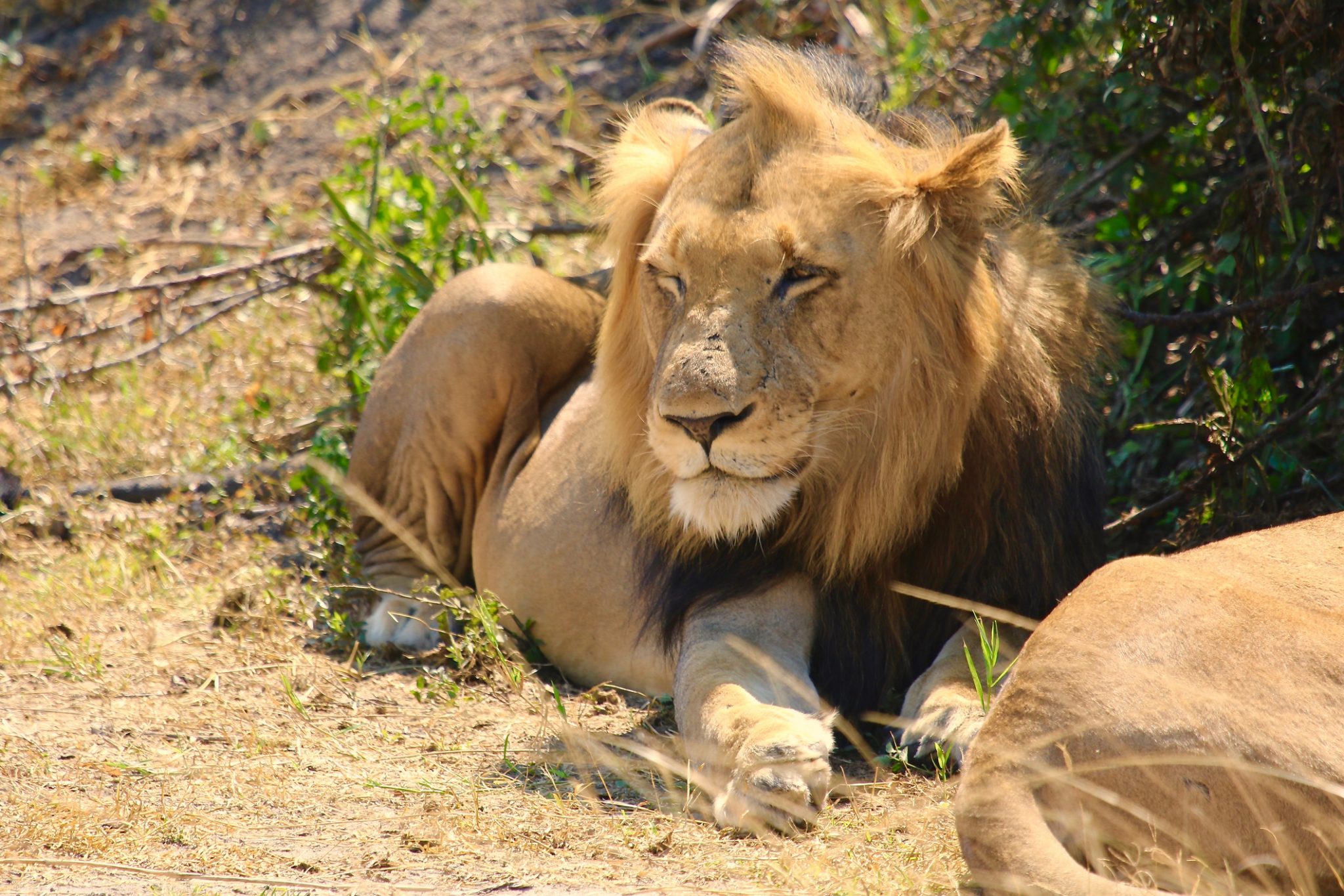 NP Masai Mara