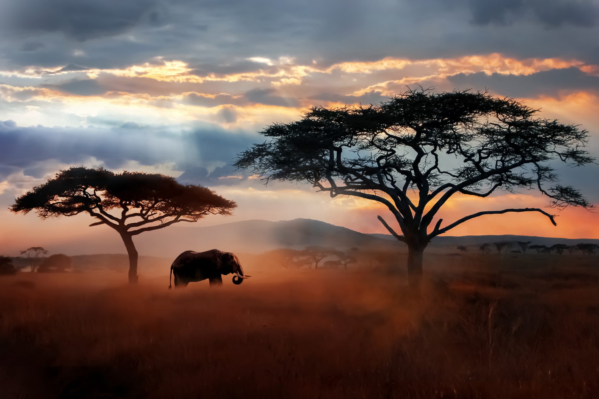 Wild African elephant in the savannah. Serengeti National Park. Wildlife of Tanzania. African landscape.