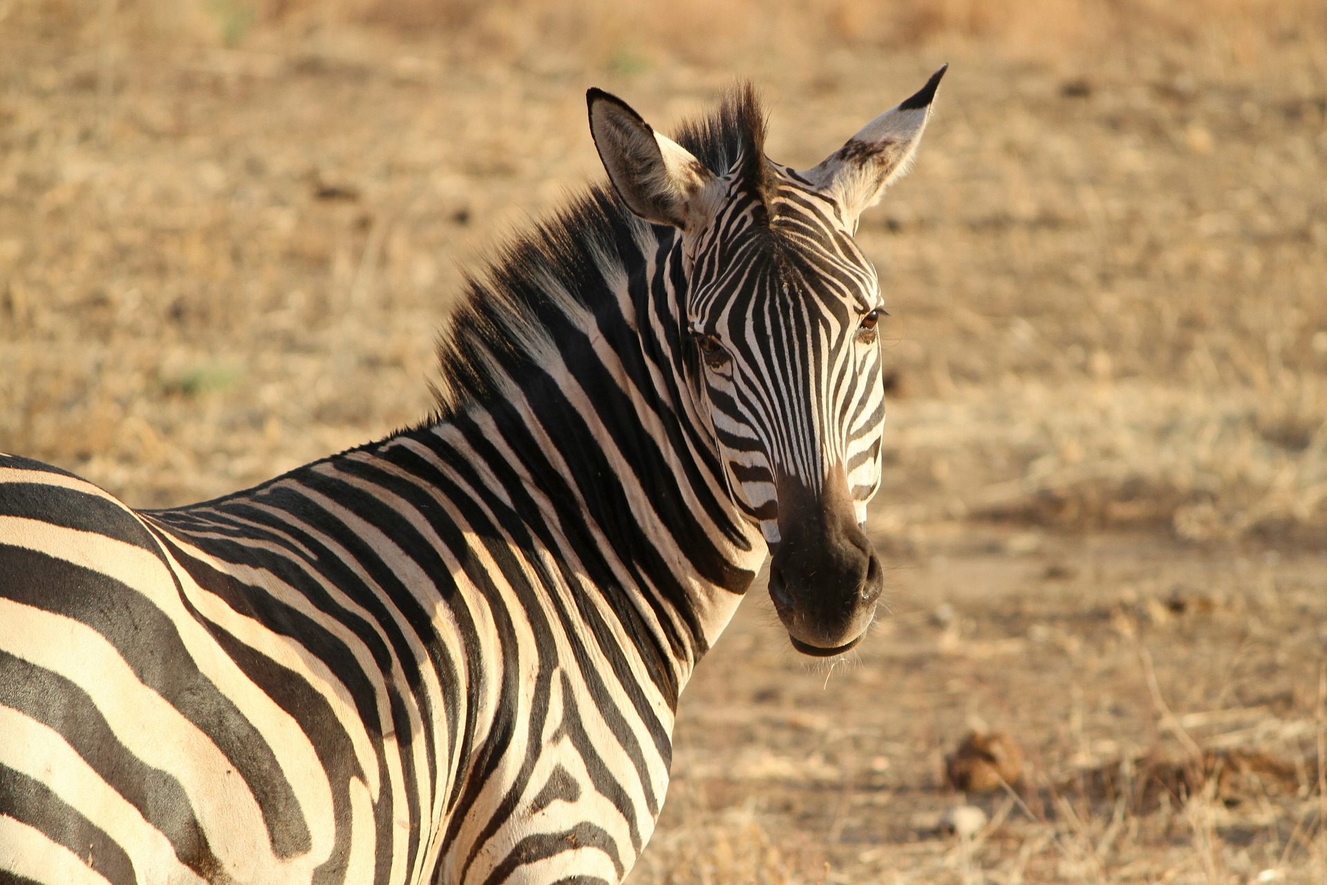 NP Ngorongoro