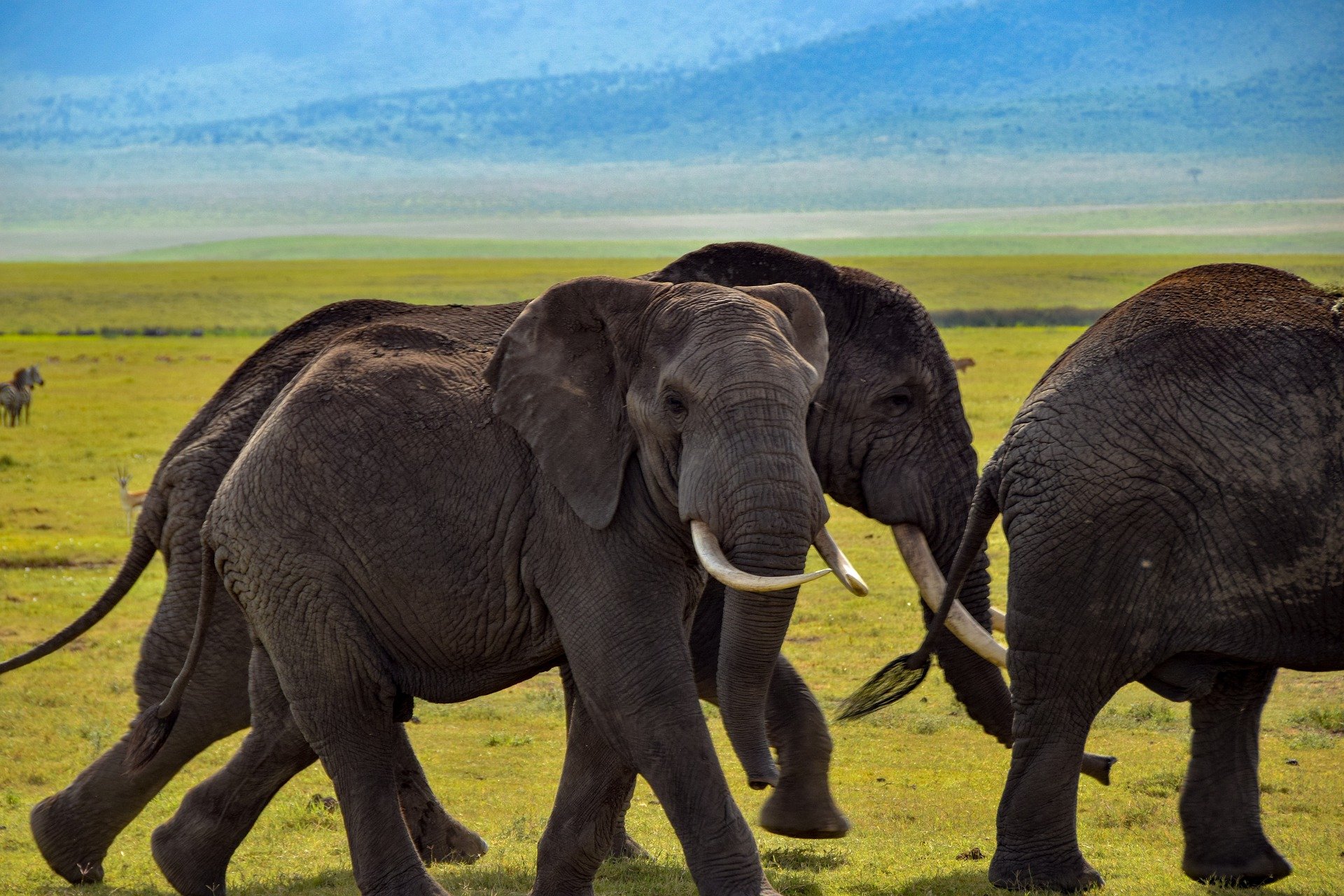 NP Ngorongoro