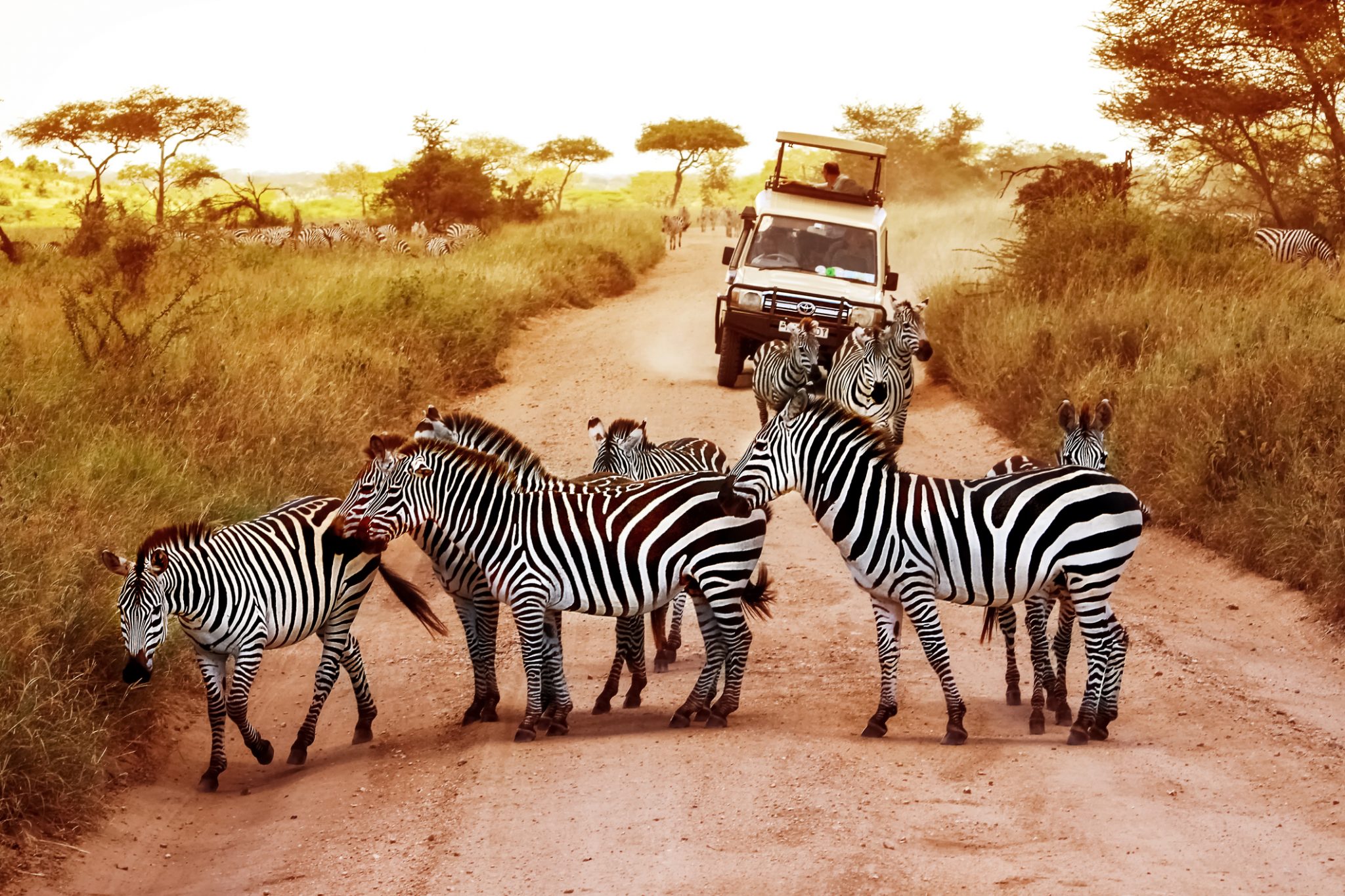 Africa, Tanzania, Serengeti - February 2016: Zebras on the road in Serengeti national park in front of the jeep with tourists.