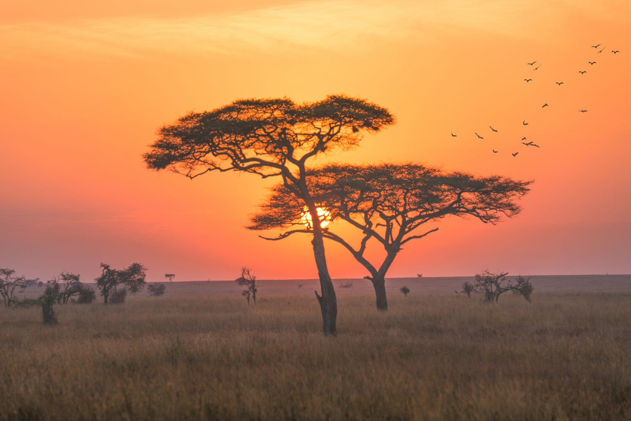 NP Tarangire