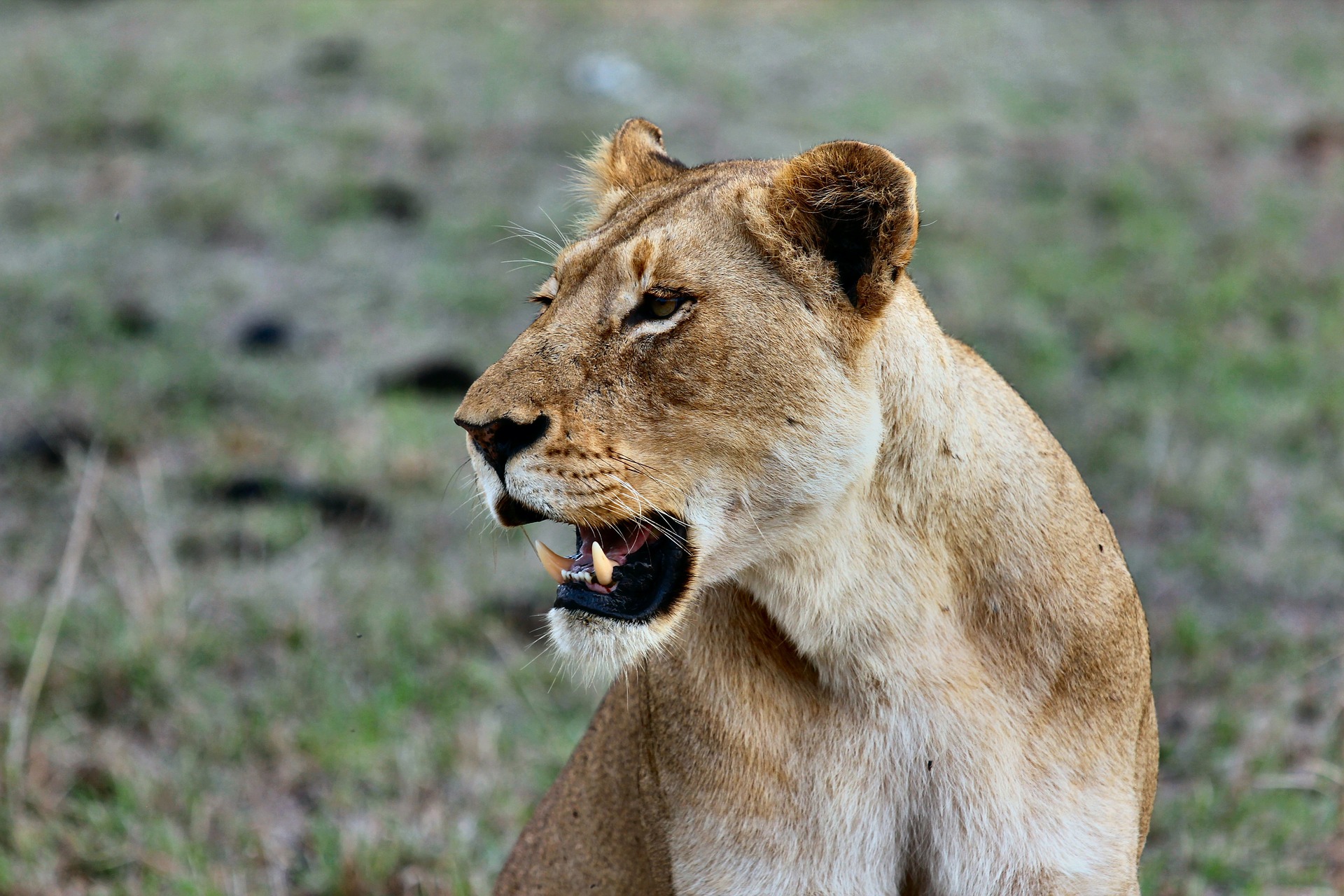 NP Ngorongoro