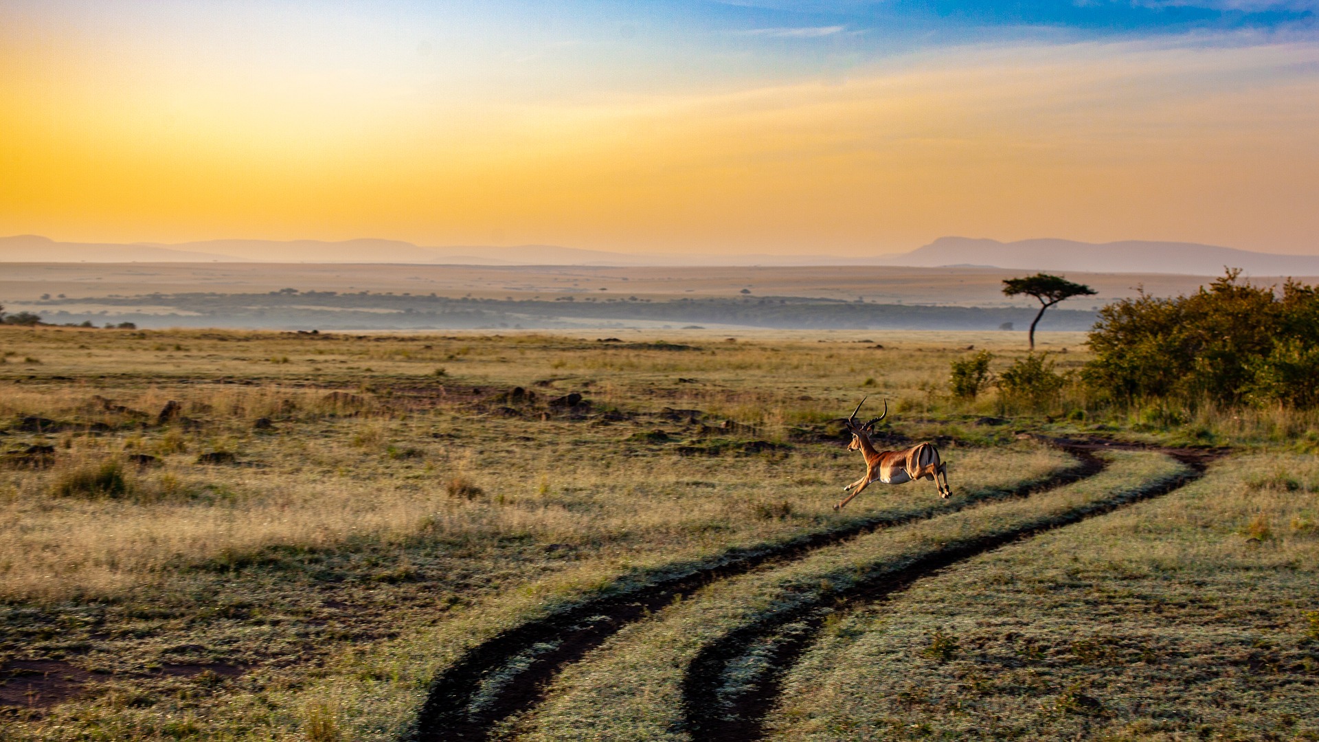 NP Amboseli