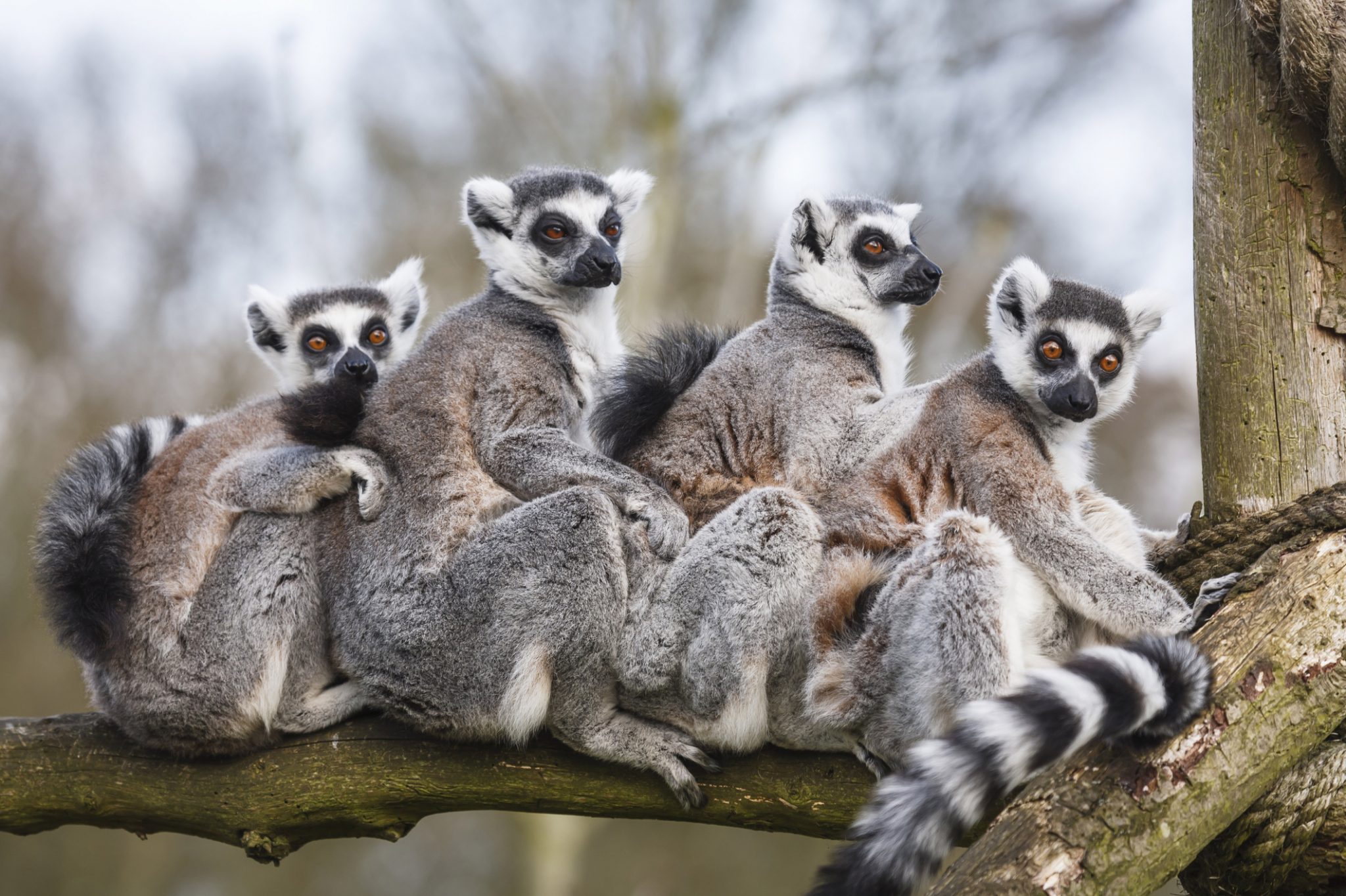 Lemur family sitting together in tree trunk