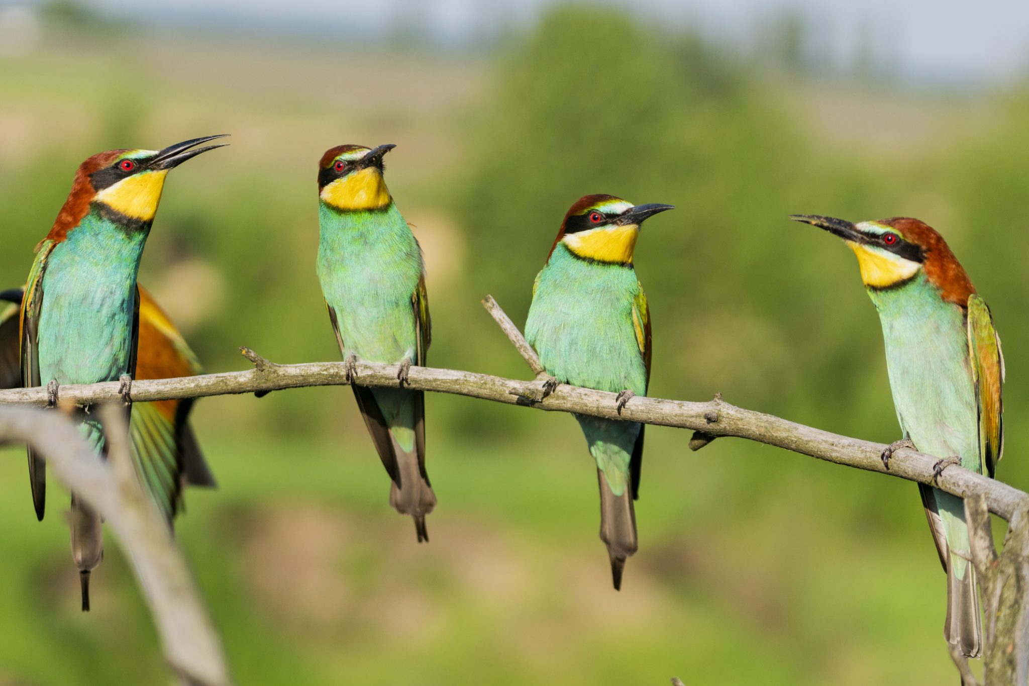 Exclusive life of wild colorful birds