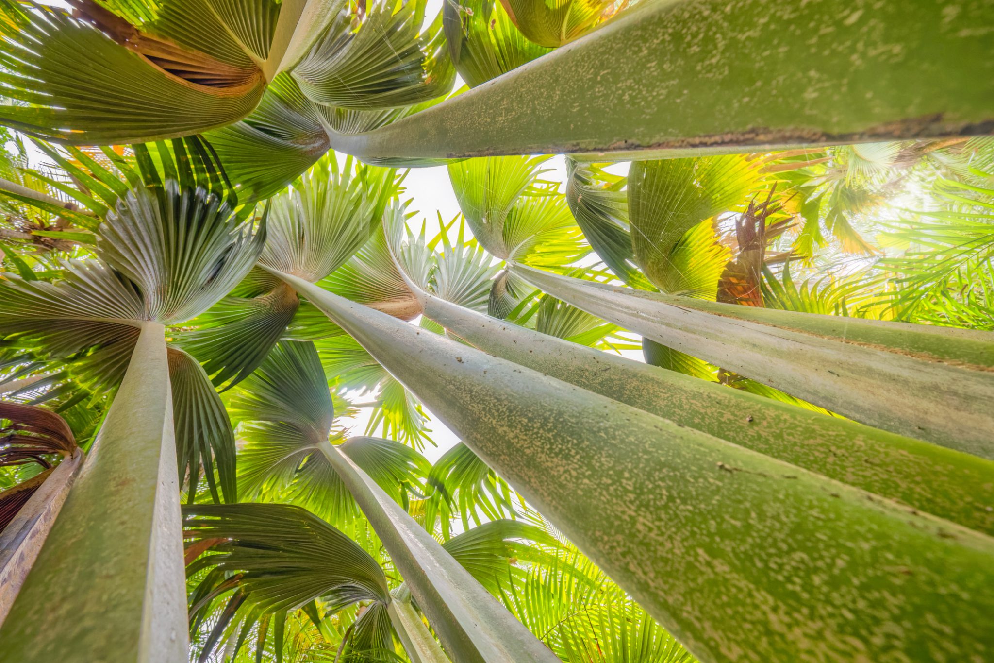 Abstract tropical fauna with palm tree 