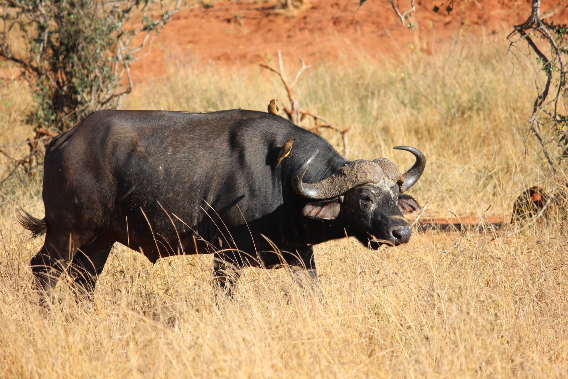 NP Samburu